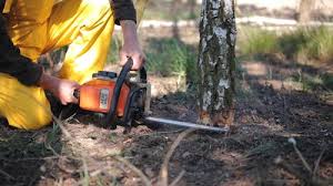 Trusted Oro Valley, AZ Tree Removal Experts