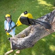 Best Arborist Consultation Services  in Oro Valley, AZ