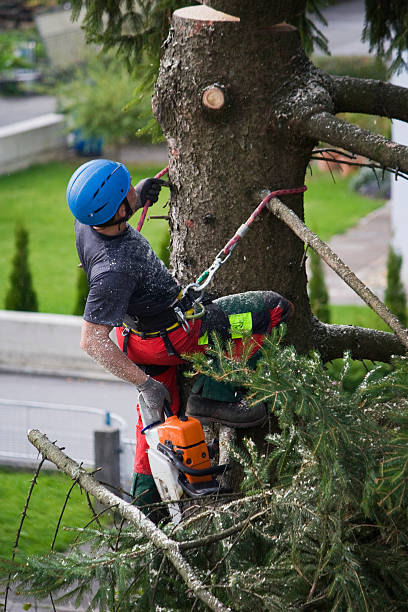 Best Palm Tree Trimming  in Oro Valley, AZ