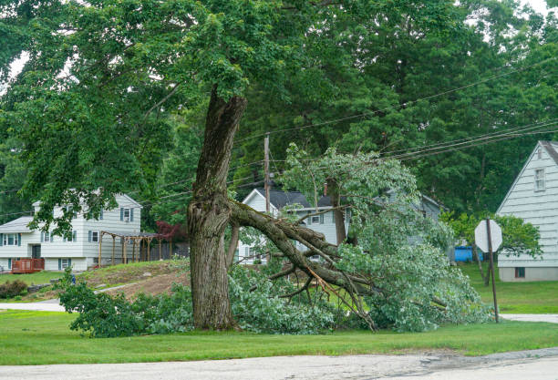 Best Emergency Tree Removal  in Oro Valley, AZ