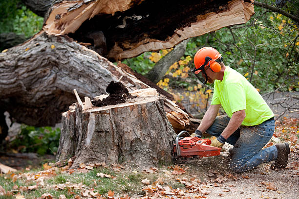 Best Root Management and Removal  in Oro Valley, AZ