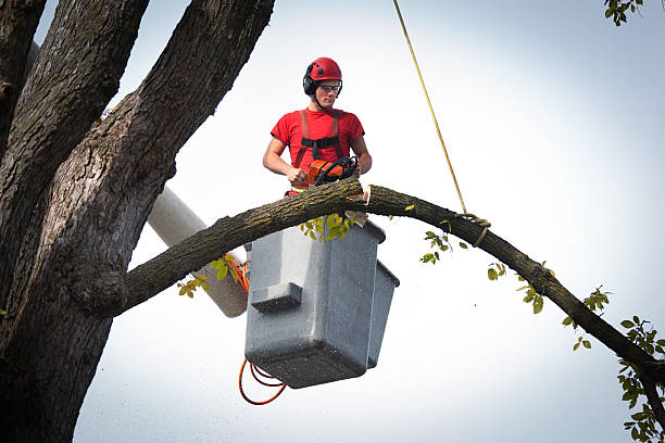 Best Stump Grinding and Removal  in Oro Valley, AZ