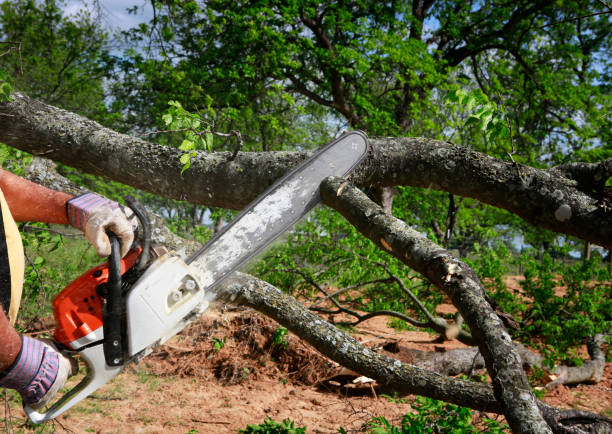 Best Leaf Removal  in Oro Valley, AZ